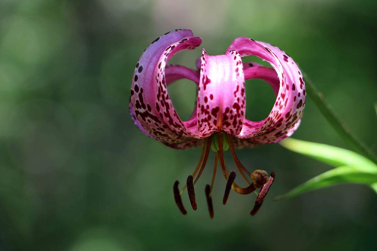 Lilium cernuum