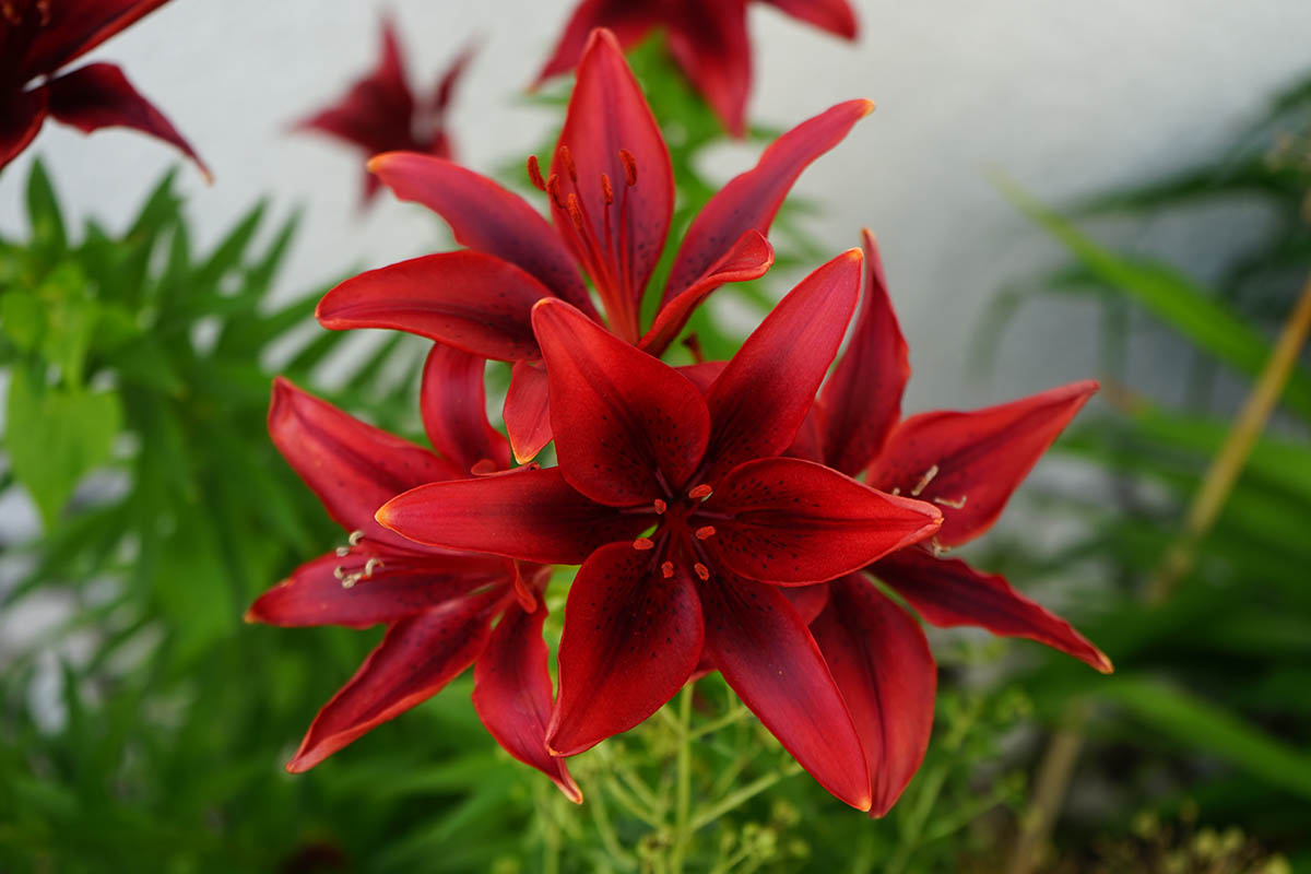 Lilium asiatic Black Out.