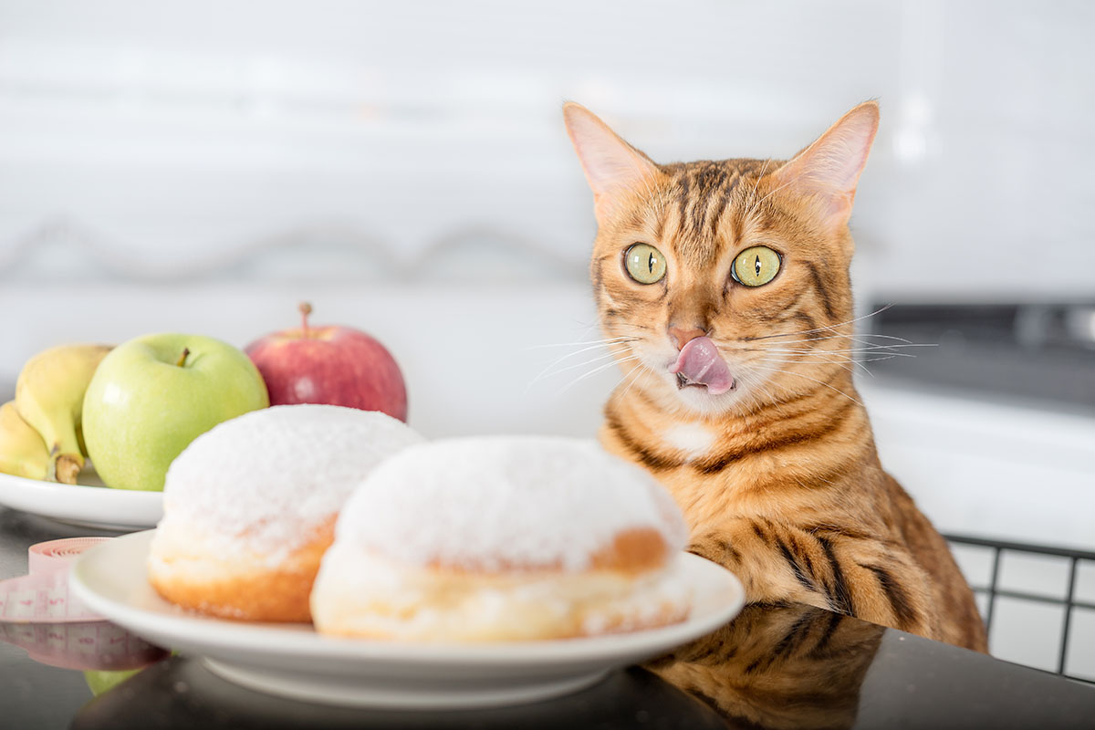 как кота посадить на диету