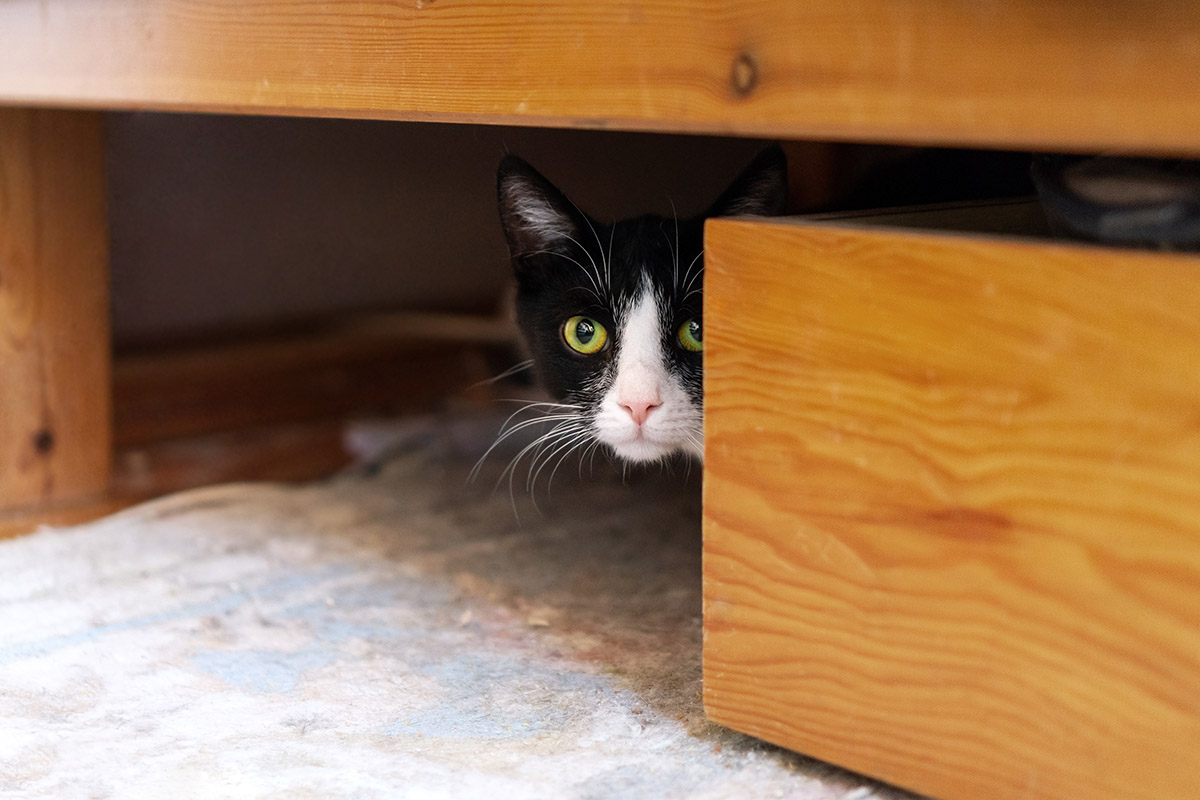 котенок в новом доме прячется что делать