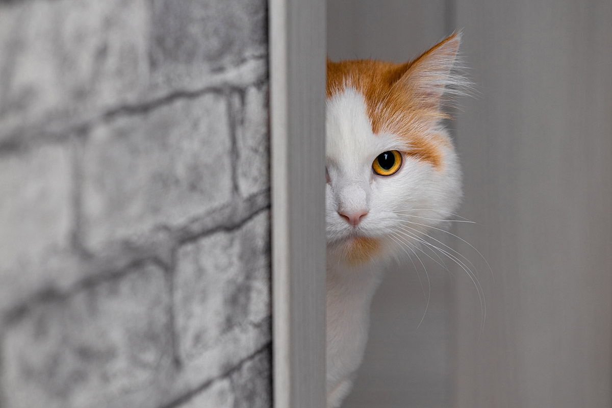 как приучить кота к новому месту жительства
