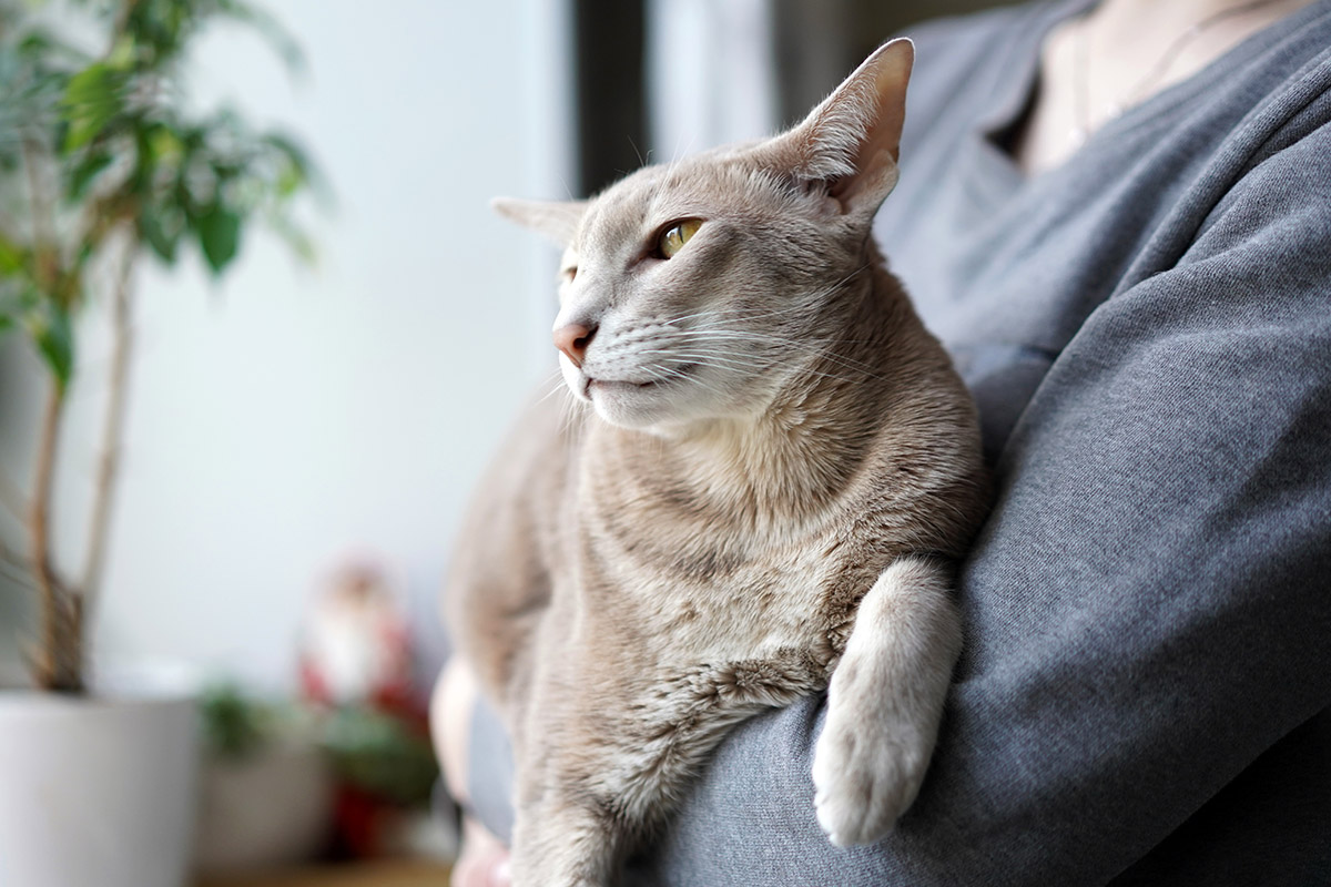 кот с большими ушами