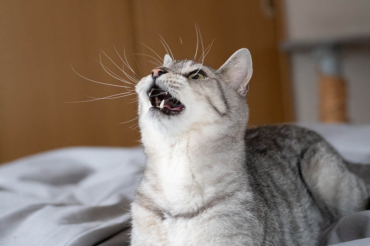 почему кошка мяучет