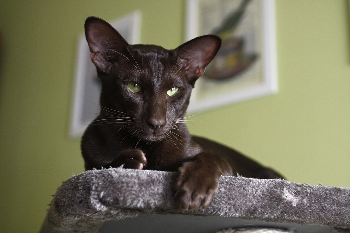кот