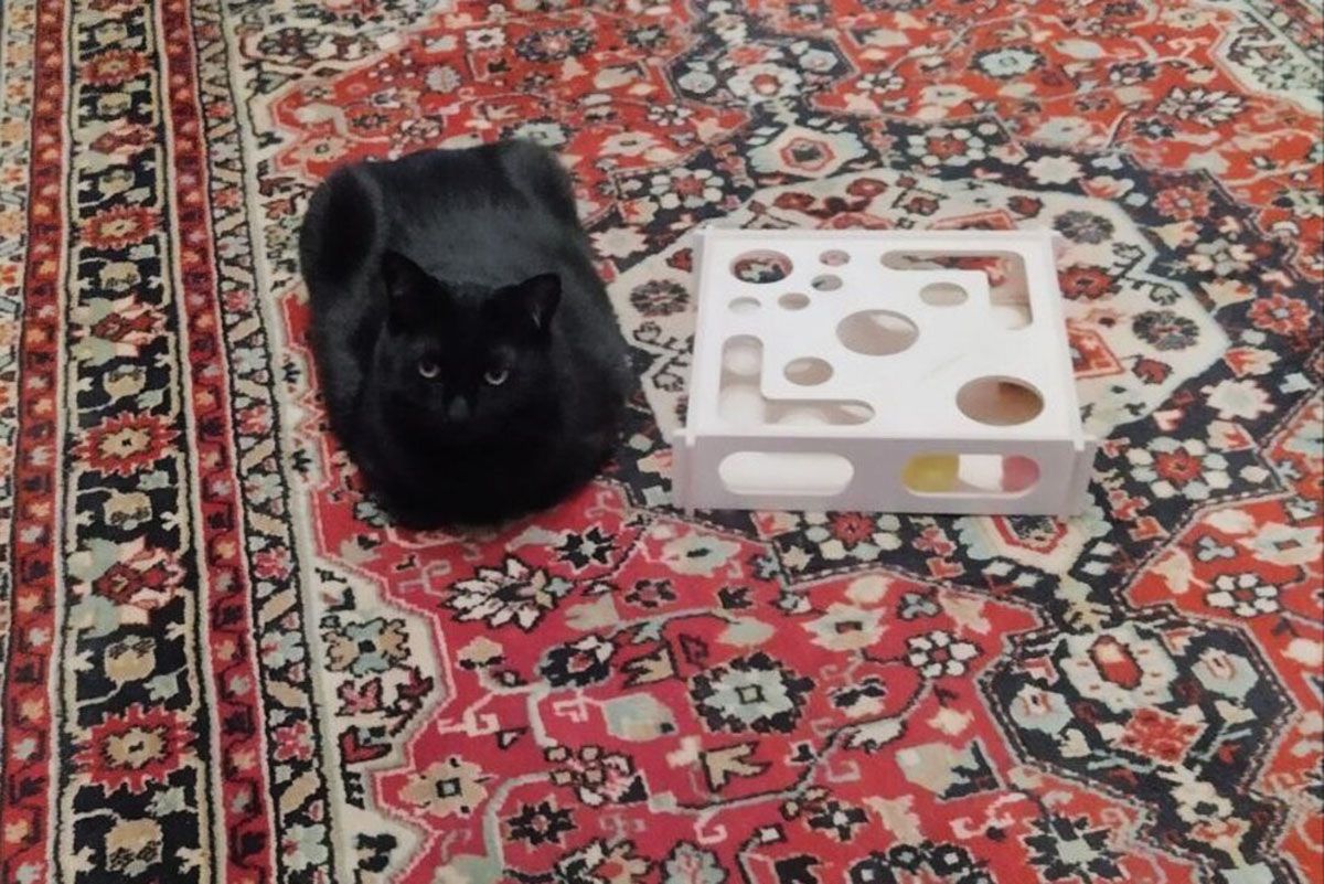 коробка игрушка кошка