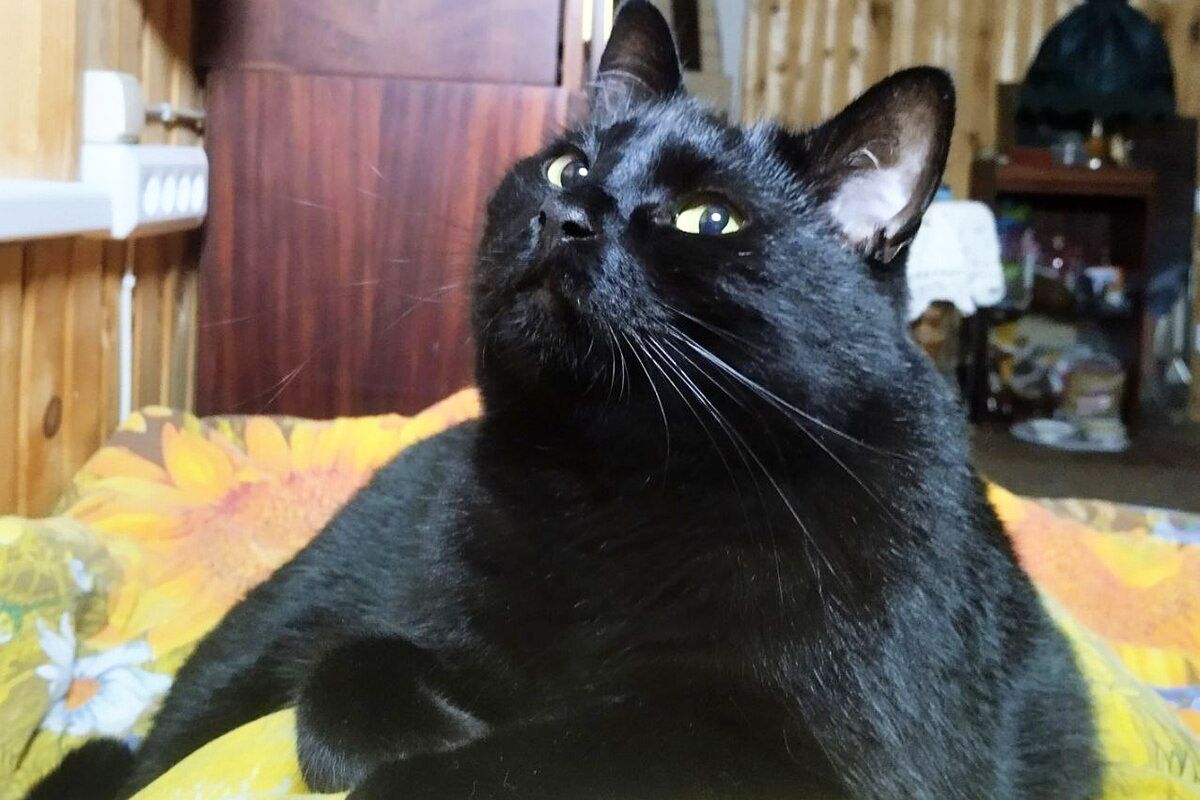 котик с умным видом