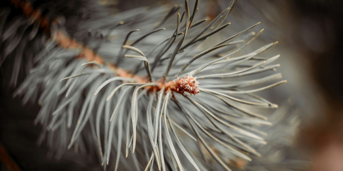 Куда сдать елку после Нового года