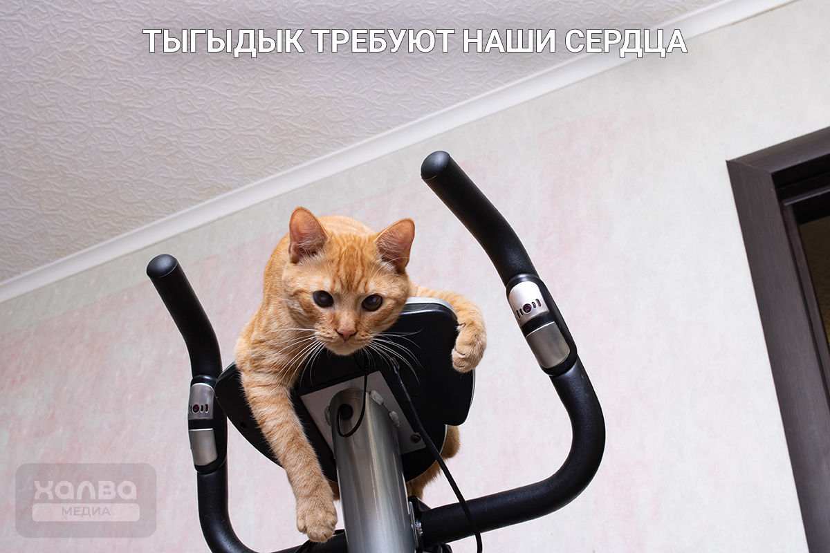 как отучить кота будить по ночам