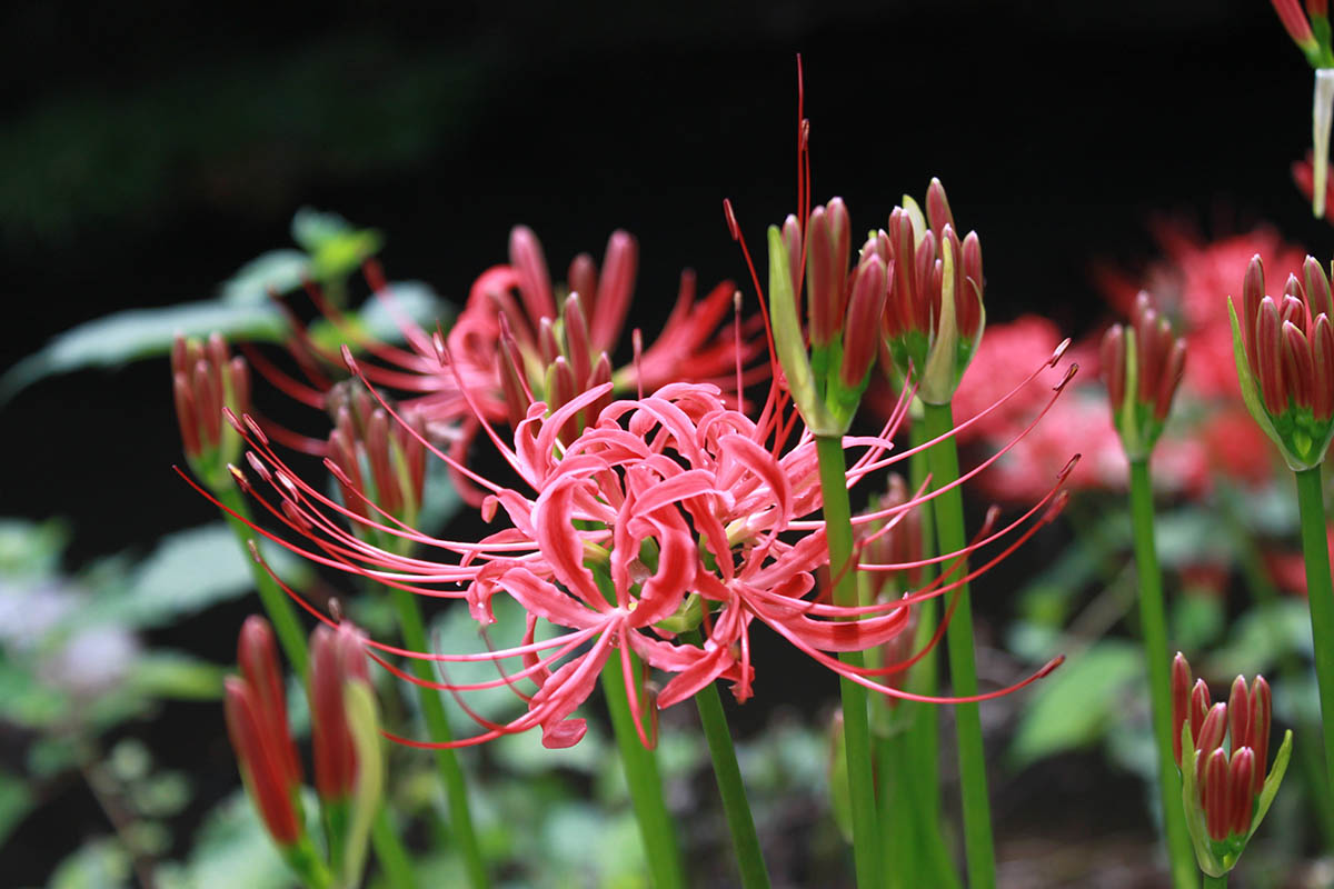 Lycoris radiata