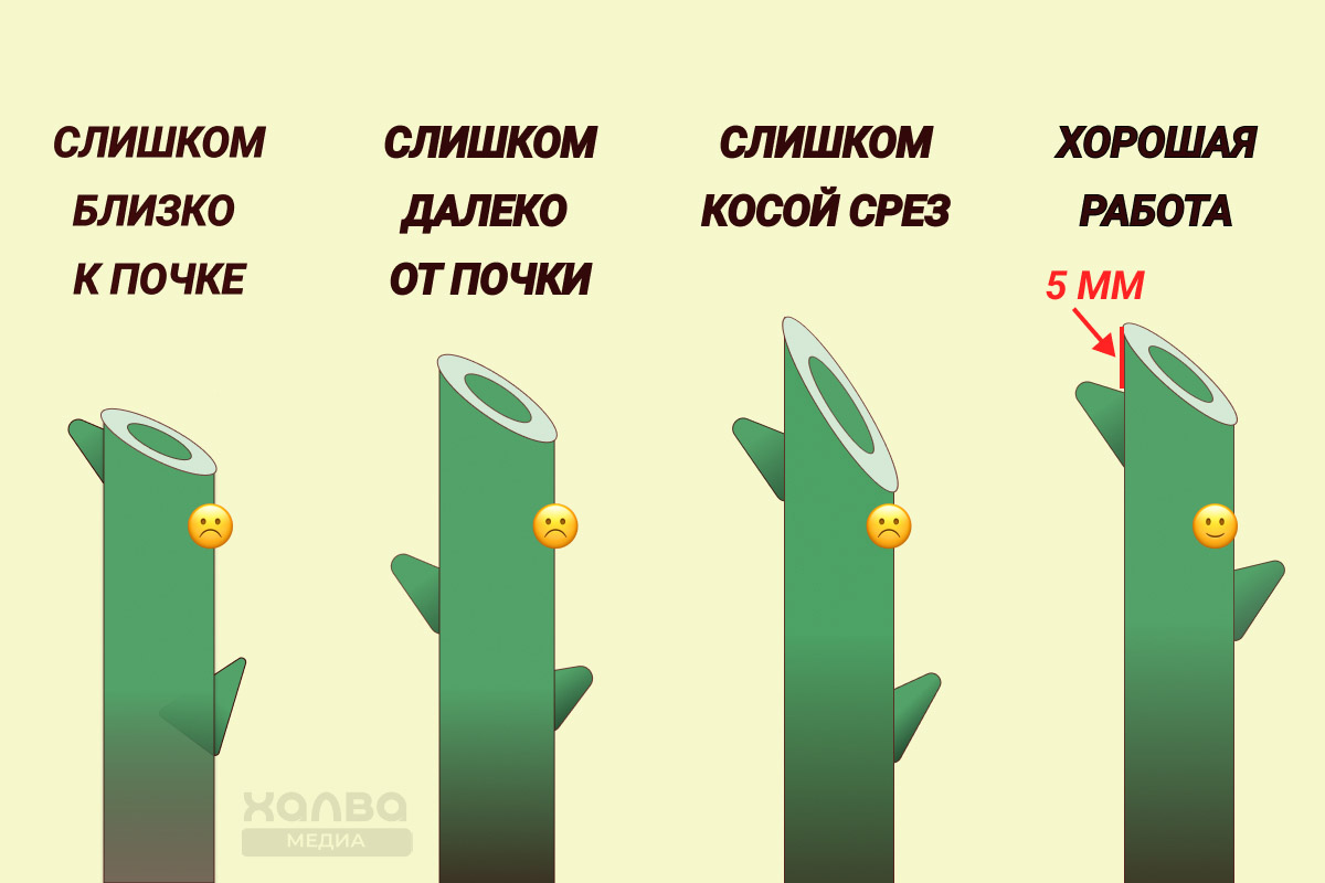 как правильно обрезать розы