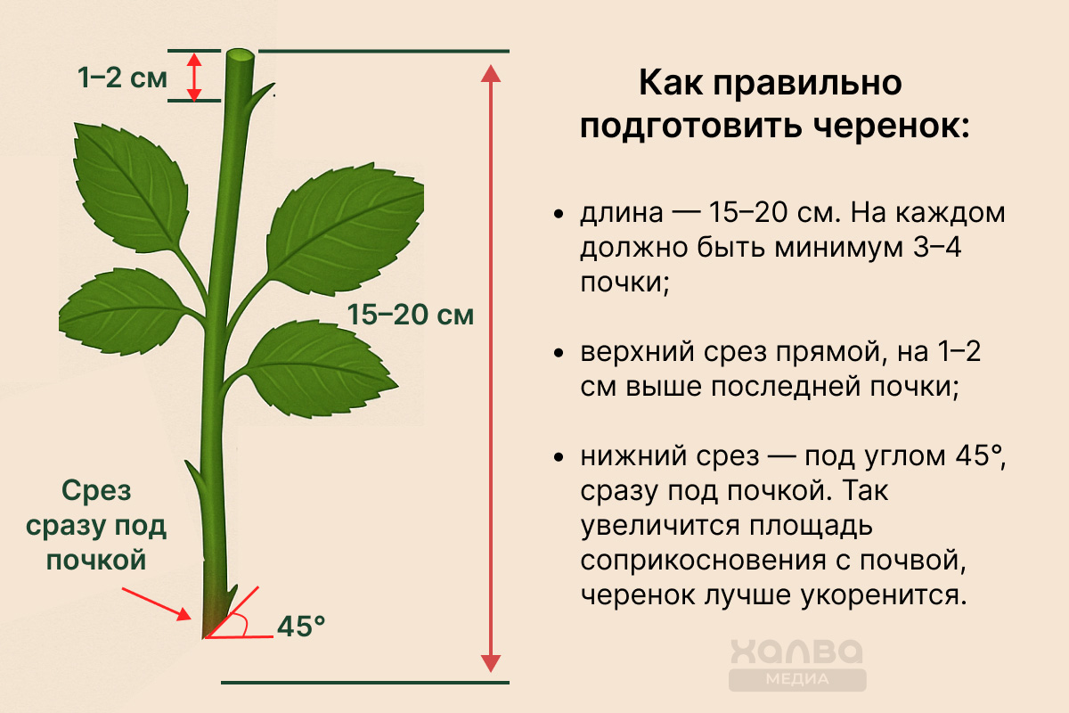 укоренение черенков роз